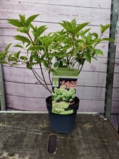 Hydrangea paniculata magical for sale  HARLOW