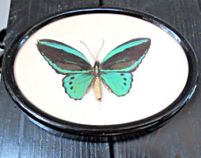 Antikes präparat morpho gebraucht kaufen  Kasbach-Ohlenberg, Hausen, Dattenbg.