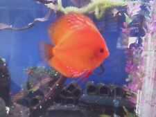 Juwel aquarium 450 gebraucht kaufen  Gangelt