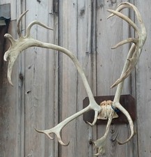 Caribou antlers skull for sale  Burlington