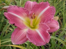 Daylily lily pink for sale  Lake Zurich