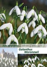 Schneeglöckchen galanthus wor gebraucht kaufen  Hemmingen