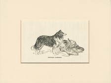 Shetland sheepdog antique for sale  COLEFORD