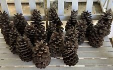 Pinecones giant south for sale  Seneca