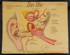 Medical poster vintage d'occasion  Expédié en Belgium