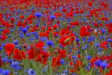 Wildflower seed cornfield for sale  UK