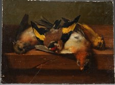 Oiseaux d'occasion Oiseaux d'occasion Expédié en Belgium