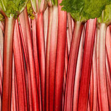 Graines rhubarbe lider d'occasion  Sabres