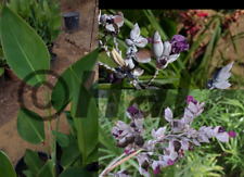 Thalia dealbata pianta usato  Piazza Armerina