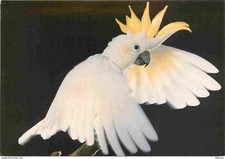 Animaux oiseaux cacatoès d'occasion  Fruges