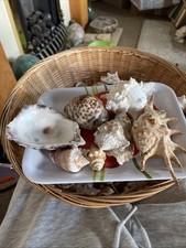 Lot sea shells for sale  CLEVEDON