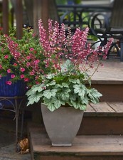 Heuchera berry timeless for sale  UK