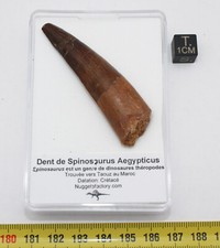 Dent dinosaure spinosaurus d'occasion  France