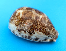 Cypraea mappa rosea d'occasion  Nice-
