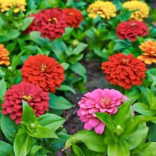 zinnias for sale  DEWSBURY