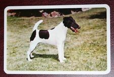 Fox terrier australian for sale  DERBY
