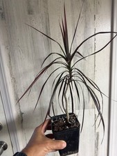 Dracaena marginata lonnie for sale  Grafton