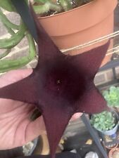 Stapelia leendertziae beautifu for sale  NORWICH