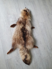 marderhund gebraucht kaufen marderhund gebraucht kaufen Gardelegen