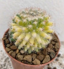 Mammillaria mammillaris varieg usato  Brindisi