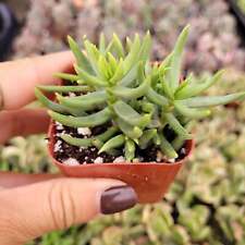 Crassula tetragona miniature for sale  Morgan Hill