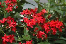 Jatropha integerrima peregrina for sale  Homestead