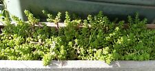 Bodendecker sedum immergrün gebraucht kaufen  Leipzig