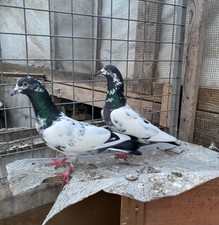 Pakistani high flyer for sale  BARKING