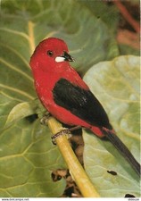 Animaux oiseaux tangara d'occasion  Fruges