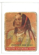 pigeon s eggs for sale pigeon s eggs for sale Keller