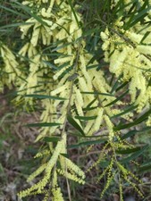 Acacia floribunda seeds for sale  Olympia