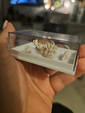 Fossilien lot seelilie gebraucht kaufen  Frankfurt am Main