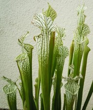 Live carnivorous plants for sale  West Covina
