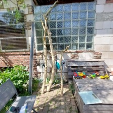 Stamm eines 100 gebraucht kaufen  Jülich