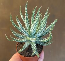 Indoor plant aloe for sale  YEOVIL