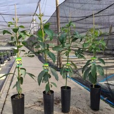 Pianta avocado usato  Rodi Milici