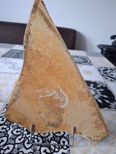 Langarmkrebs fossilien gebraucht kaufen  Xanten