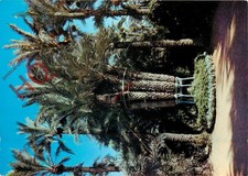 Cartão postal com foto:;Elche, Palmeira Imperial comprar usado Cartão postal com foto:;Elche, Palmeira Imperial comprar usado  Enviando para Brazil