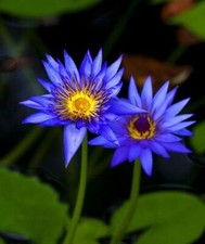 Semente de lótus chinesa lindas plantas aquáticas Nelumbo  comprar usado  Enviando para Brazil