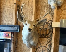 Mule deer mount for sale  Fortville