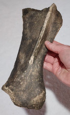 Prehistoric bison right for sale  USA
