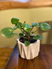 Live pilea peperomioide for sale  Hancock