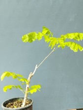 Bonsai glicine 50x20cm usato  Pagani