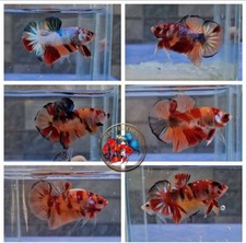 Live betta fish for sale  East Lansing