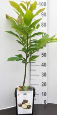 Mini kastanienbaum der gebraucht kaufen  Mönchengladbach