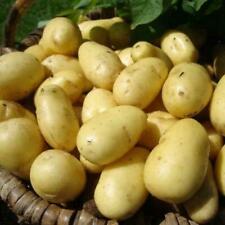 Seed potatoes charlotte for sale  MANCHESTER