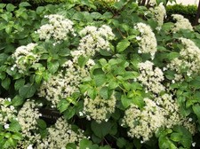 Large climbing hydrangea for sale Large climbing hydrangea for sale  KING'S LYNN