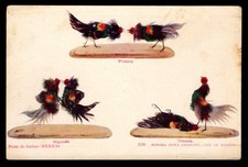Mexico cock fighting for sale  COLWYN BAY