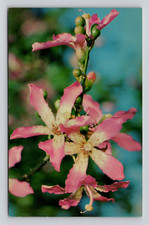 Postcard floss silk for sale  Wylie