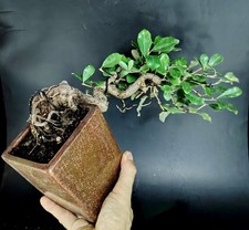 Bonsai eleagno olivagno usato  Cison di Valmarino